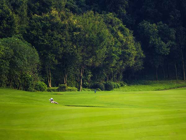高爾夫球場草坪圖片