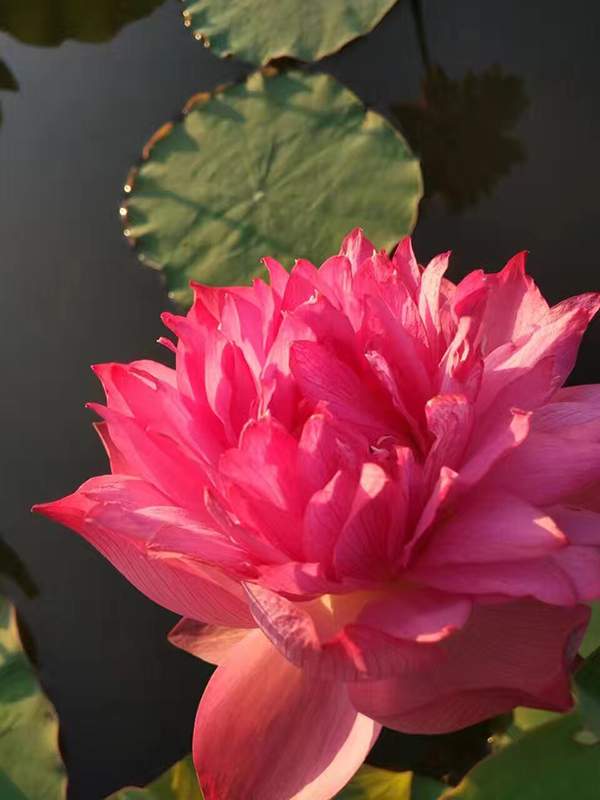 好品種類(lèi)碗蓮花紅色