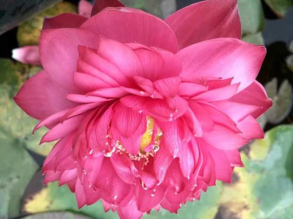 好品種類(lèi)碗蓮花紅色