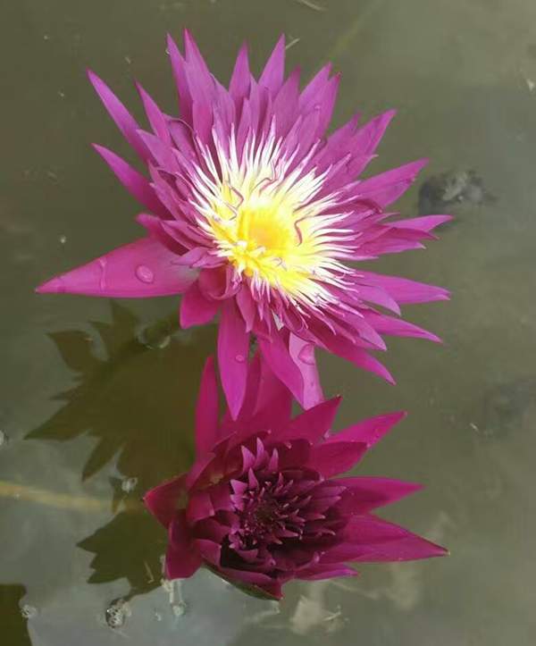 好品種類(lèi)碗蓮花紅色