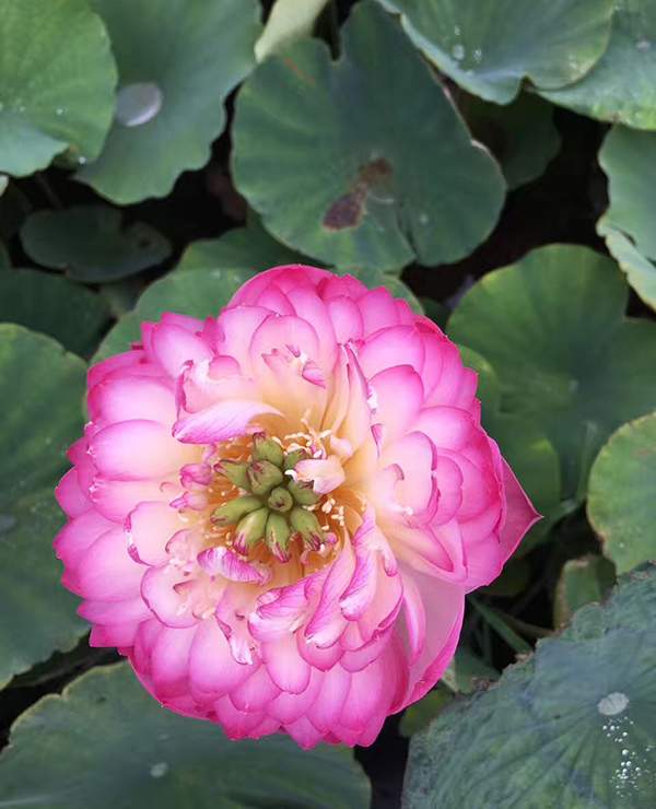 荷花種植基地實(shí)拍優(yōu)質(zhì)品種類