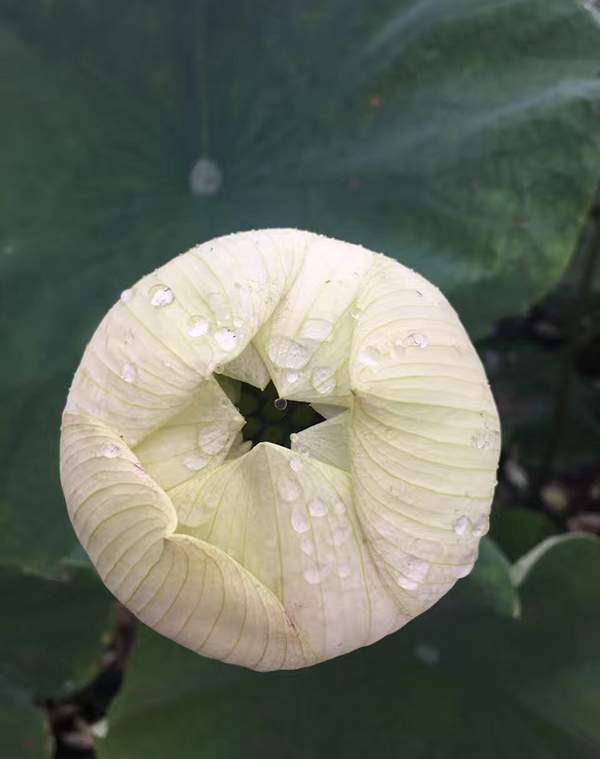 荷花種植基地實(shí)拍優(yōu)質(zhì)品種類