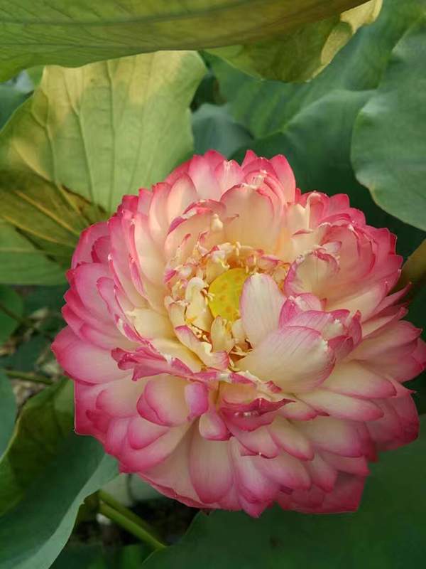 荷花種植基地實(shí)拍優(yōu)質(zhì)品種類