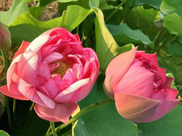 荷花種植基地實(shí)拍優(yōu)質(zhì)品種類