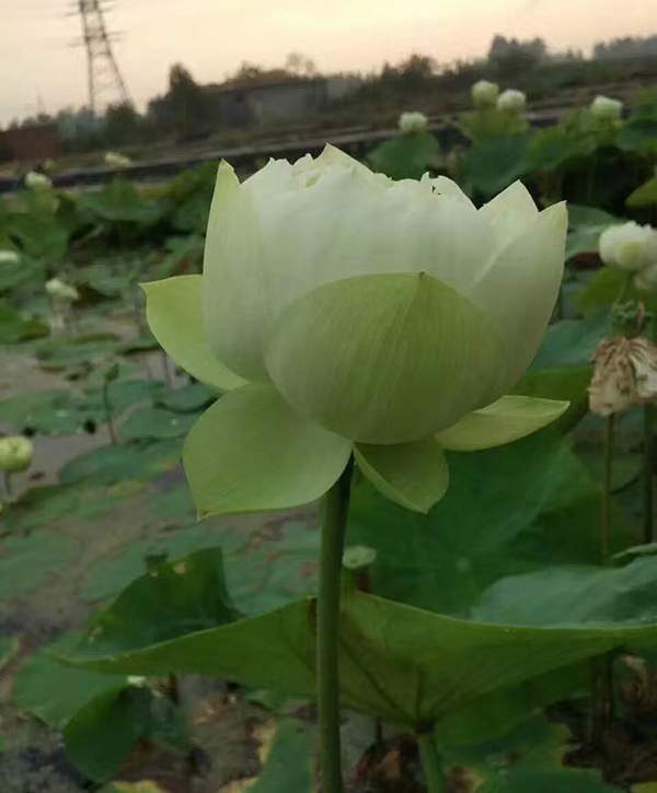 荷花種植基地實(shí)拍優(yōu)質(zhì)品種類