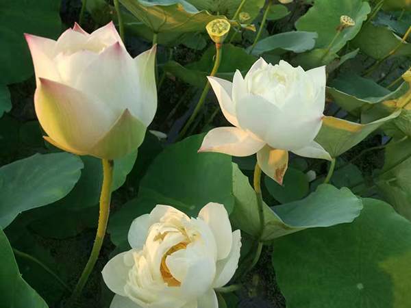 荷花種植基地實(shí)拍優(yōu)質(zhì)品種類