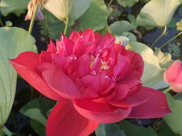 荷花種植基地實(shí)拍優(yōu)質(zhì)品種類