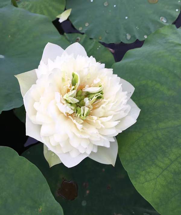 荷花種植基地實(shí)拍優(yōu)質(zhì)品種類