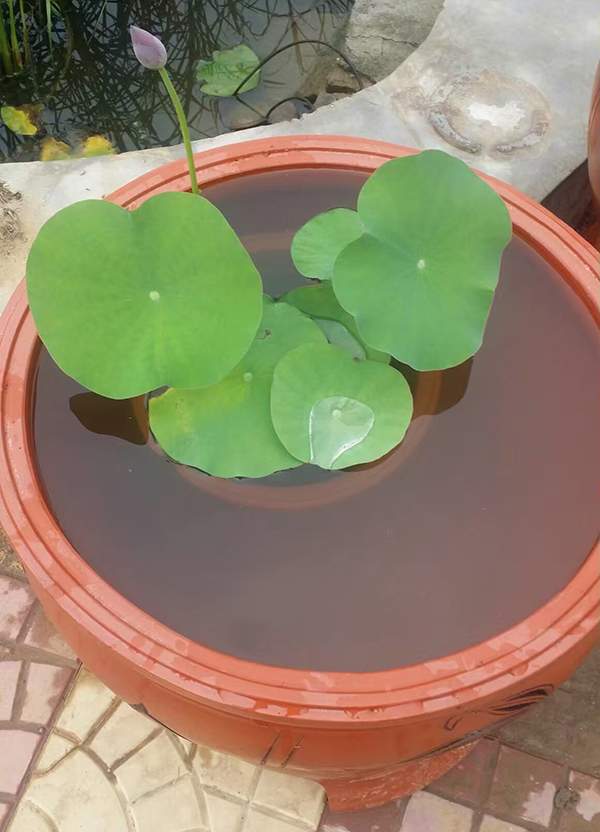 荷花種植基地實(shí)拍優(yōu)質(zhì)品種類盆栽