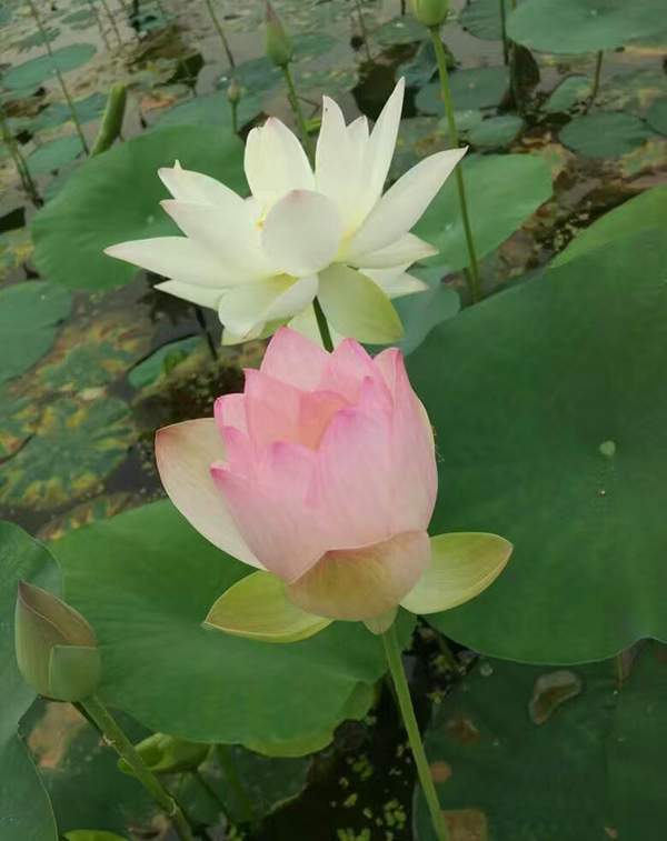 荷花種植基地實(shí)拍優(yōu)質(zhì)品種類