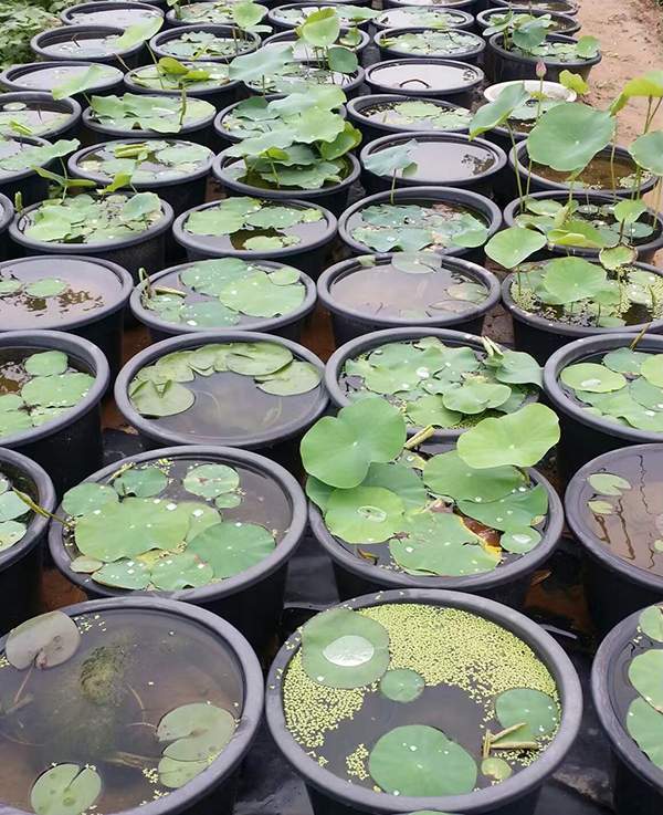 荷花種植基地實(shí)拍優(yōu)質(zhì)品種類盆栽