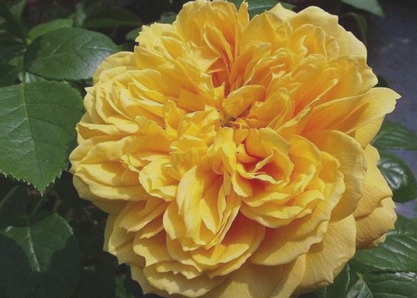 黃色的利亞圖圖