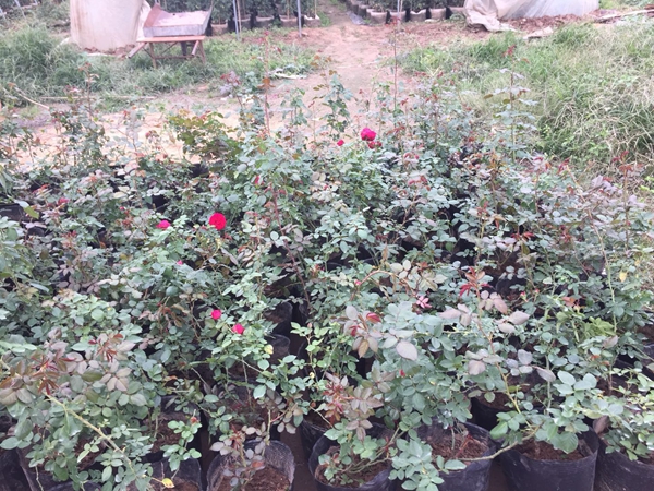 長景園林紅色達(dá)芬奇照片