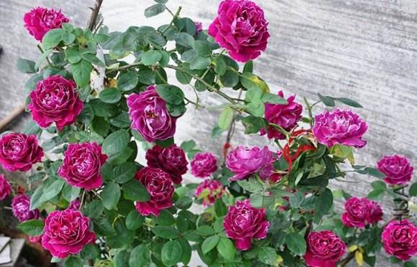 長(zhǎng)景園林歐月基地