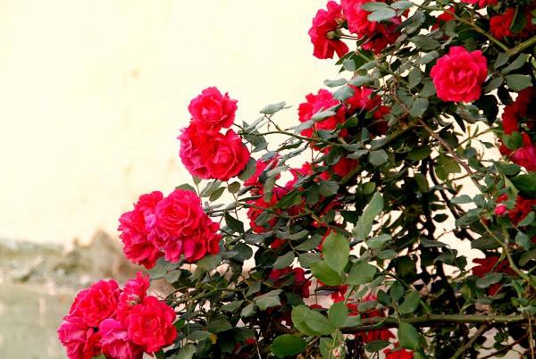 沭陽(yáng)歐月基地