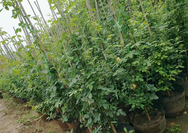 沭陽(yáng)歐月基地