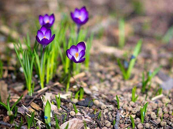 西紅花種苗 西紅花種苗