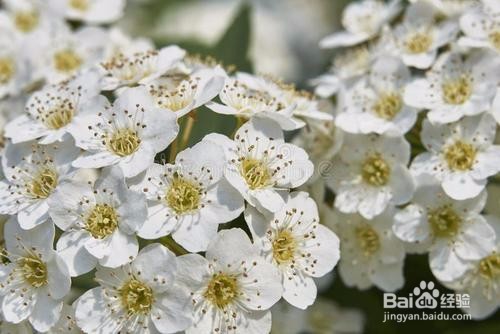 繡線菊怎么養(yǎng)護最合適呢？