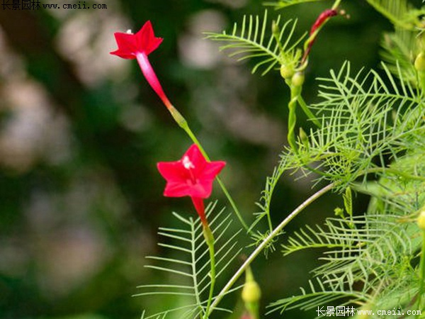 羽葉鶯蘿 羽葉鶯蘿