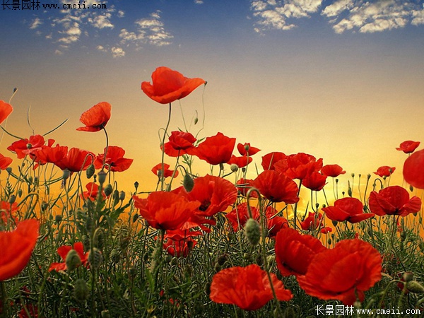 紅色虞美人 紅色虞美人