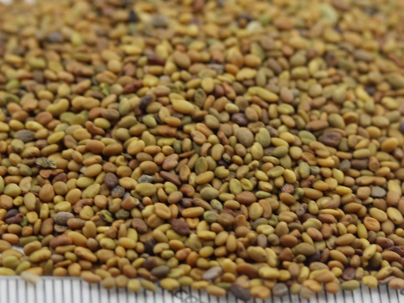 黃花草木樨種子 黃花草木樨種子