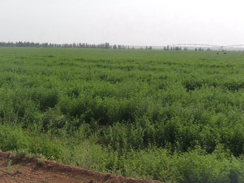 國(guó)產(chǎn)苜蓿 國(guó)產(chǎn)苜蓿