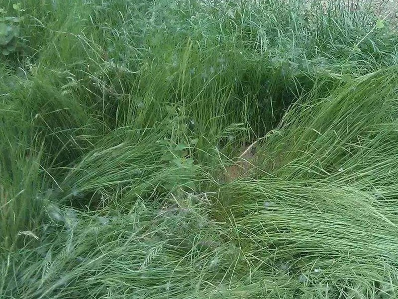 巴哈雀稗 巴哈雀稗