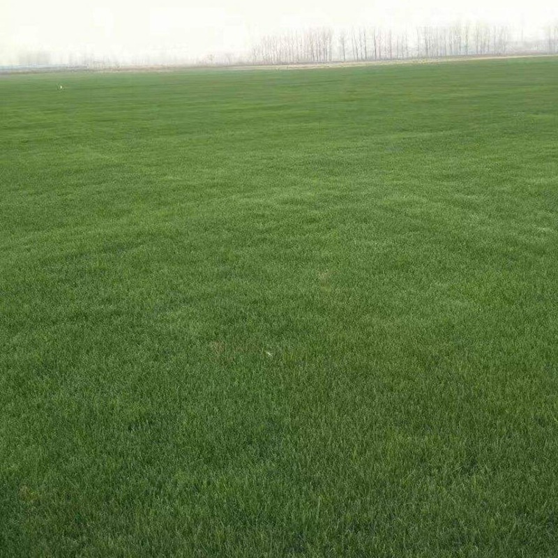 護坡多年生黑麥草 護坡多年生黑麥草