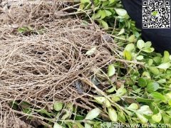 10公分小葉黃楊價格是多少？床苗 幼苗 小苗