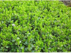 小葉黃楊樹苗多少錢一棵？