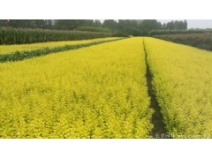 金葉女貞小苗價格哪里便宜？