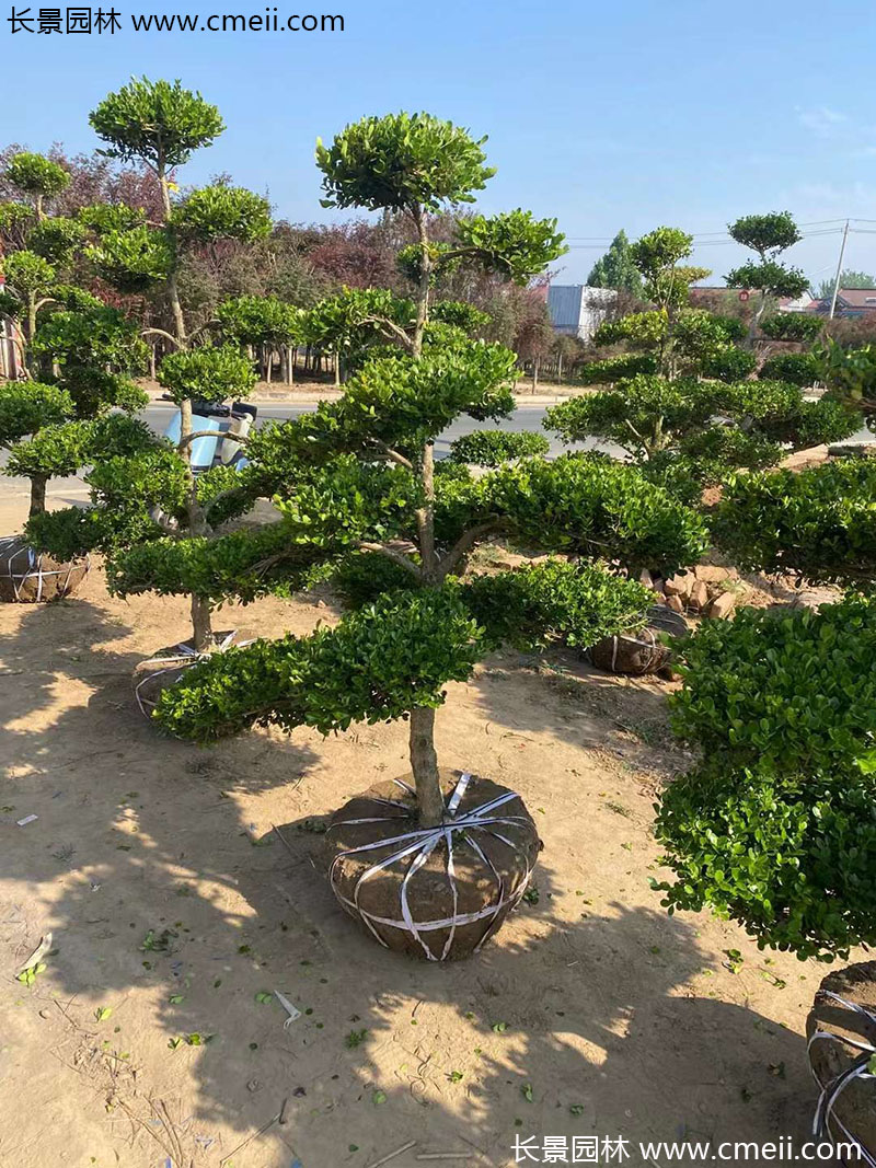 瓜子黃楊小葉黃楊造型樹 瓜子黃楊小葉黃楊造型樹