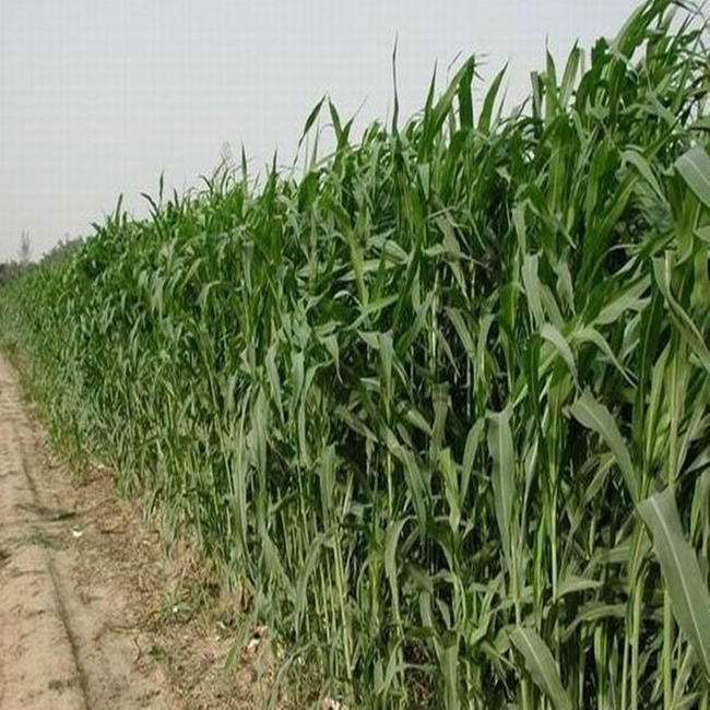 南方養(yǎng)牛用什么草種最好?養(yǎng)牛牧草品種及圖片