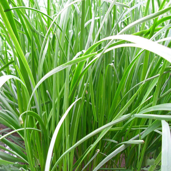 南方養(yǎng)牛用什么草種最好?養(yǎng)牛牧草品種及圖片