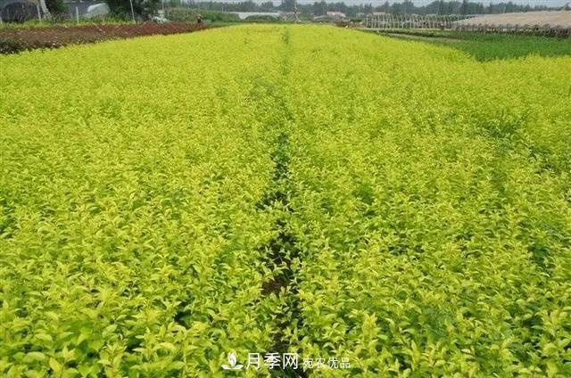 值得收藏！這些全國著名苗木產地你知道幾個？