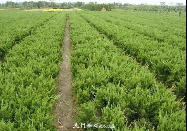 值得收藏！這些全國著名苗木產地你知道幾個？