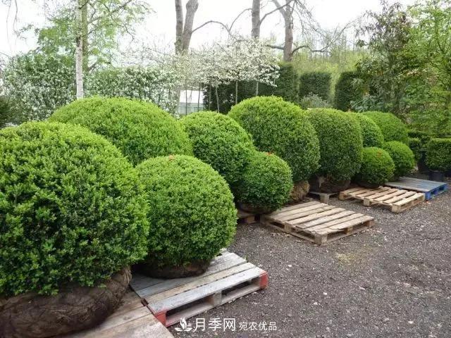 值得收藏！這些全國著名苗木產地你知道幾個？