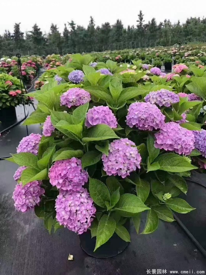 繡球花八仙花圖片基地實拍 繡球花八仙花圖片基地實拍