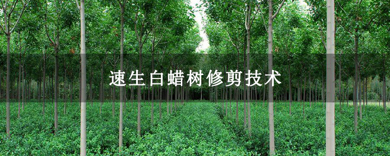 速生白蠟樹修剪技術(shù)