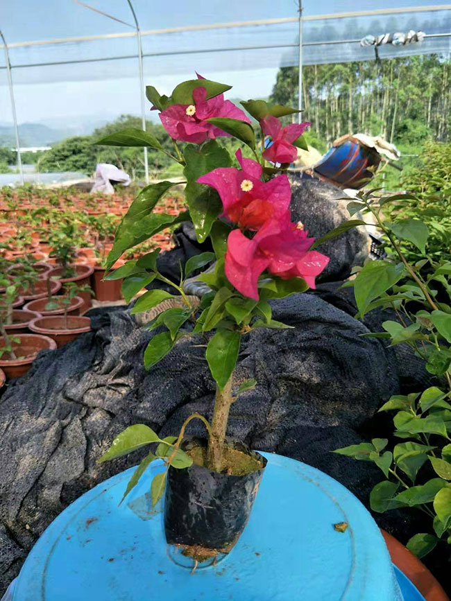 重瓣大紅三角梅