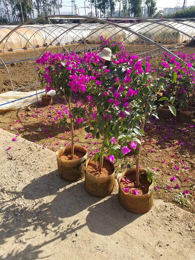 三角梅苗價格多少錢一棵，什么品種三角梅爬藤