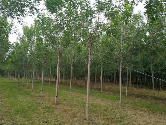 沭陽長(zhǎng)景園林速生白蠟種植基地實(shí)拍圖片