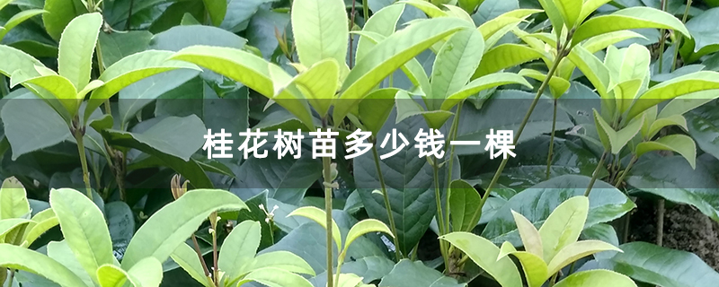 桂花樹苗多少錢一棵