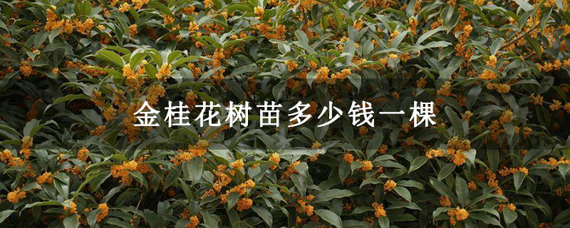 金桂花樹苗多少錢一棵