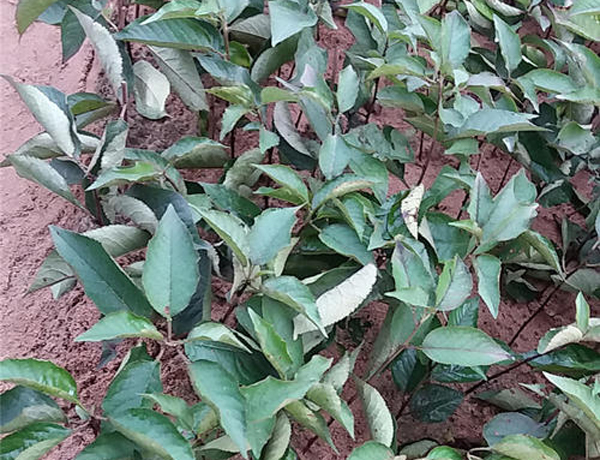 櫻桃樹(shù)扦插