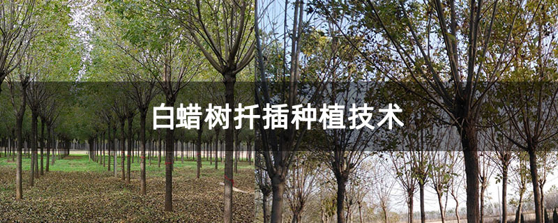 白蠟樹扦插種植技術(shù)