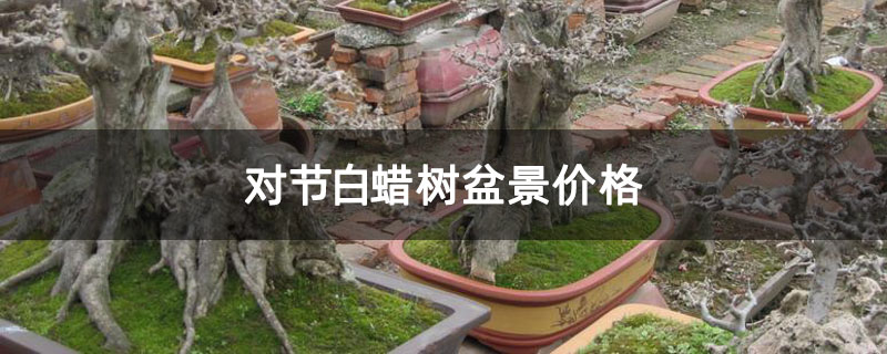 對節(jié)白蠟樹盆景價格