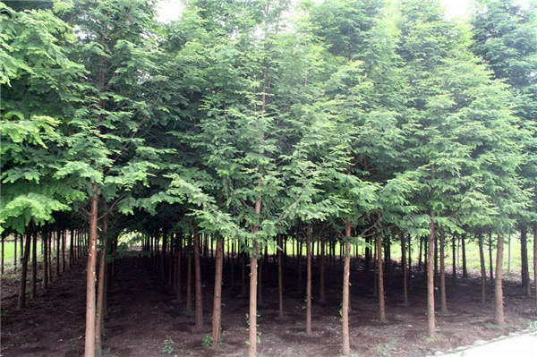 江蘇水杉基地實拍圖片