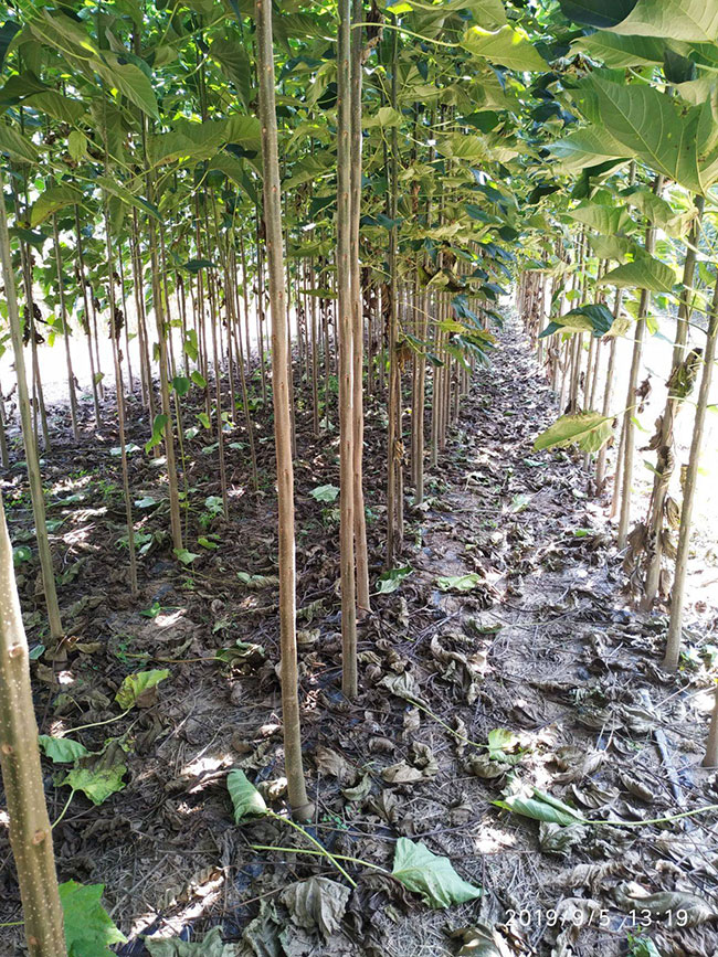 楸樹(shù)小苗價(jià)格多少錢一棵?2020年最新楸樹(shù)小苗價(jià)格