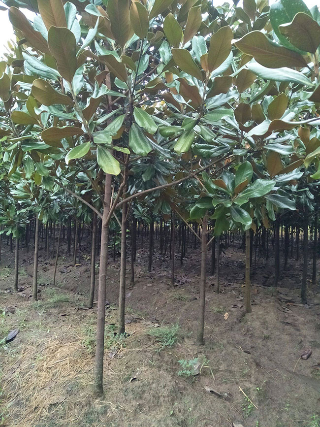 廣玉蘭小苗價(jià)格多少錢一棵?廣玉蘭如何種植?